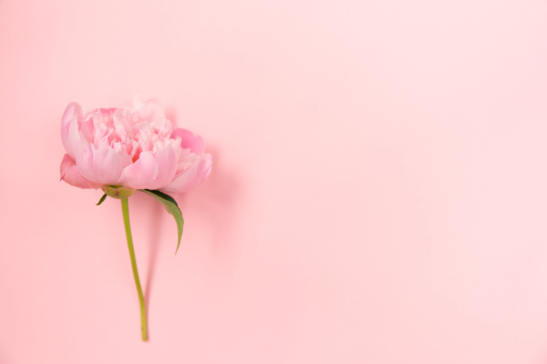 Pink Flower on Light Pink Background